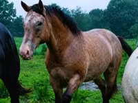 घोड़ा, Palomino — फ़ोटो 7