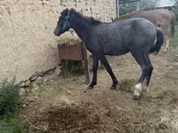 Cal, Friesian sport horse — foto 3