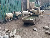 Țap, Pomellata goat — foto 6