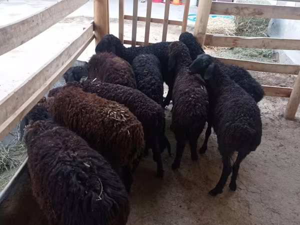نعجة, Tajik sheep