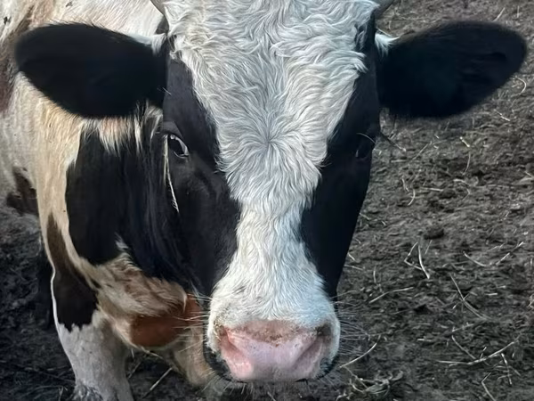 Bou, Bovine — Republica Moldova