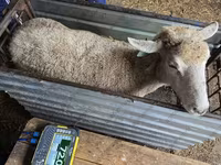 Schaf, Kuibyshev sheep — Foto 2