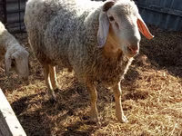 Berbec, Assaf sheep — foto 1