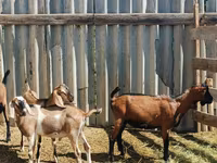 تيس, Nubian Goat — الصورة 3