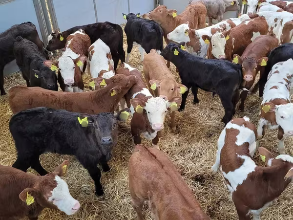 Bou, Bovine