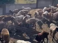 Oveja, Kuibyshev sheep — foto 3