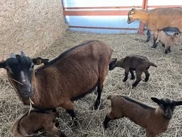 बकरी, Alpine goat
