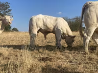 Bou, Charolais cattle — foto 3