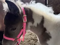घोड़ी, Pinto horses — फ़ोटो 3