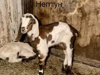 Țap, Kamori goats — foto 1