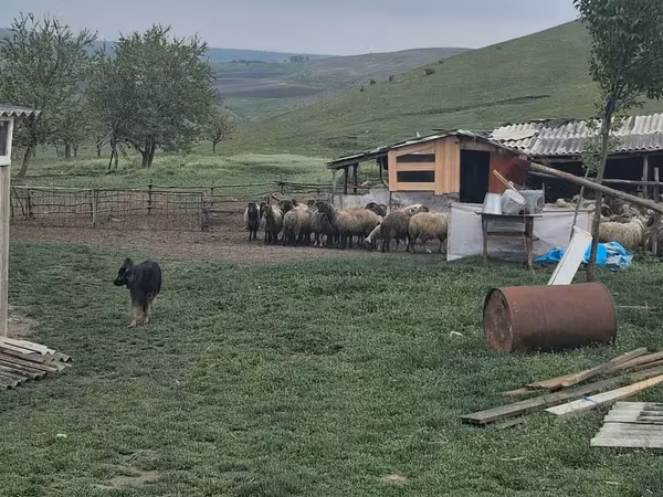 Qoʻchqor, Qoʻylar — Moldova