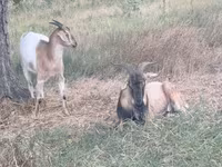 Ziege, Ziegen — Foto 3