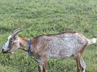 Capră, Nubian Goat — foto 5