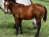 At, Quarter Horse — foto 1