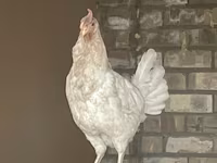 Leghorn — 3-rasm