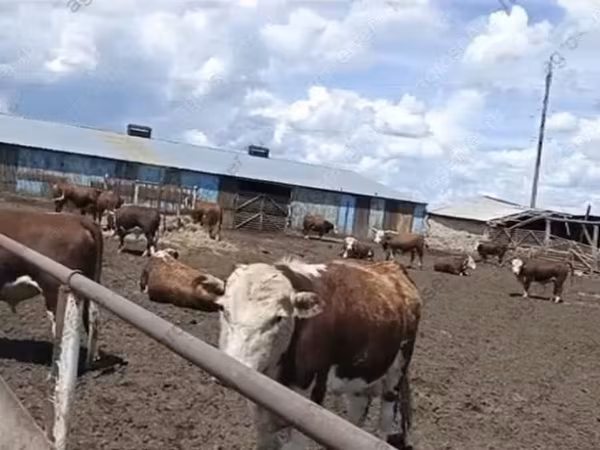 Touro, Vaca branca de cabeça kazakh