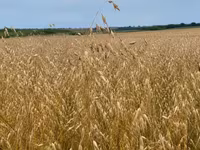 Продаю овёс — Foto 2