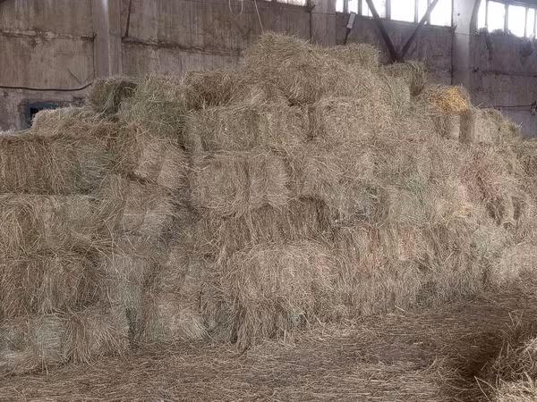 Продам тюки сена