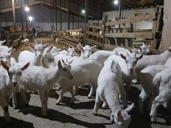 Capră, Saanen goat — Republica Moldova