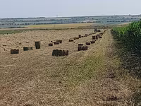 Lucernă buna — Foto 4