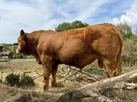 Taureau, Vache limousine — photo 4