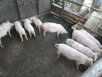 Vier, Porci — foto 3