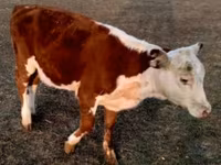 सांड, Swiss cattle — फ़ोटो 6