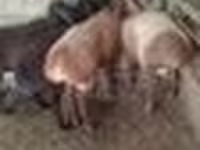 Bélier, Arashan sheep — photo 6