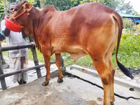 Vache, Bovins — photo 1