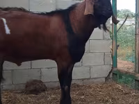 Cabro, Nubian Goat — foto 1