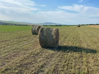 Baloți de lucernă — 3-rasm