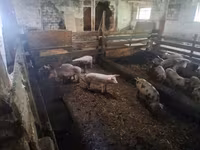 Säue, Schweine — Foto 1