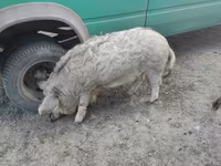 Boar, Мангалица — photo 2