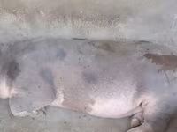 Порчин, Орхей — foto 2