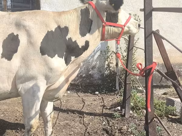 Sigir, Russian Black pied cattle