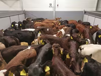 Vacă, Bovine — foto 1