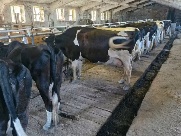 Vacă, Rasa Holstein
