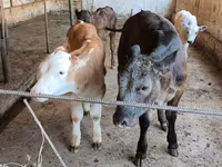 Vacă, Belgian Blue — foto 2