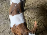 Bull, Cattle — photo 3