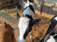Bulle, Holstein-Rasse — Foto 1