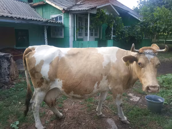 Vacă, Simmental cattle — Republica Moldova