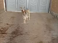 Cabra, Alpine goat — foto 4