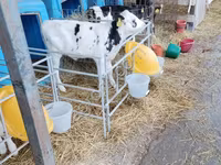 सांड, Swiss cattle — फ़ोटो 5