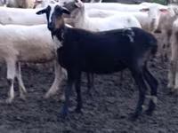 Oaie, Tsigai sheep — foto 4
