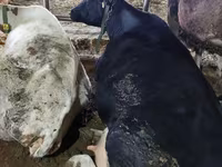 Vacă, Bovine — foto 4