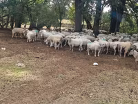 母羊, Baerchuke sheep — 照片 4