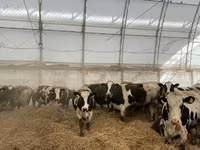 Kuh, Holstein-Rasse — Foto 3