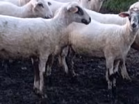 Oaie, Tsigai sheep — foto 1