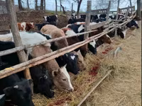 母牛, Holstein breed — 照片 3