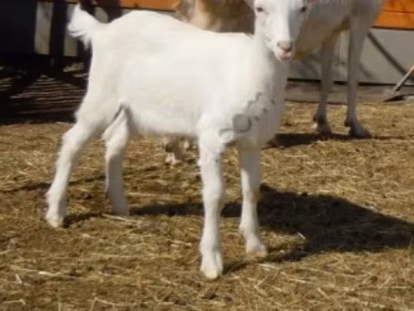 Ziegenbock, Saanen goat